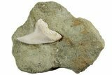 Hooked Mako Shark Tooth Fossil On Sandstone - Bakersfield, CA #223737-1